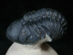 Arched Reedops Trilobite - Morocco #14142-2